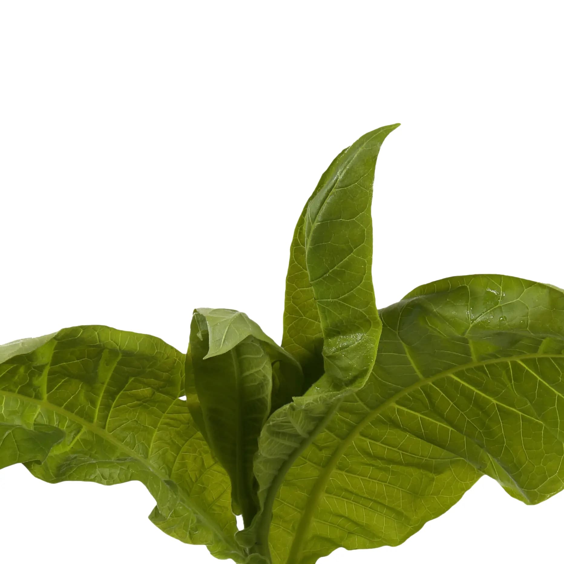 Collagène végétal  