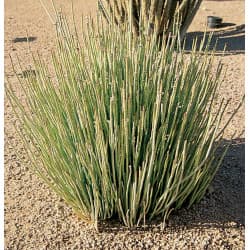 Cire de candelilla